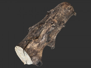 Withered tree trunk 3d scan in highpoly Modelo 3D