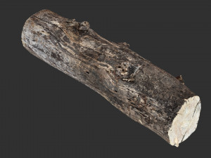 Withered tree trunk 3d scan in highpoly Modelo 3D