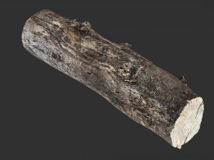 Withered tree trunk 3d scan in highpoly 3D Model