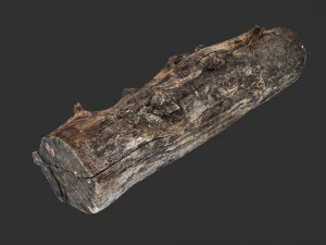 Withered tree trunk 3d scan in highpoly 3D Model