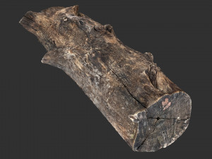 Withered tree trunk 3d scan in highpoly Modelo 3D