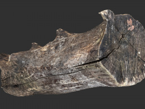 Withered tree trunk 3d scan in highpoly Modelo 3D