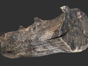 Withered tree trunk 3d scan in highpoly 3D Model