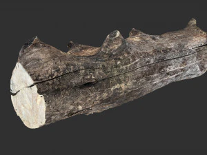Withered tree trunk 3d scan in highpoly 3D Model