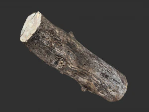 Withered tree trunk 3d scan in highpoly 3D Model