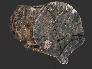 Withered tree trunk 3d scan in highpoly 3D Model