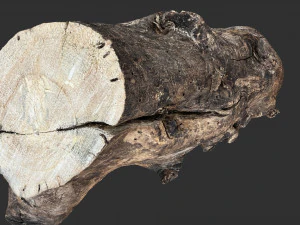 Withered tree trunk 3d scan in highpoly 3D Model