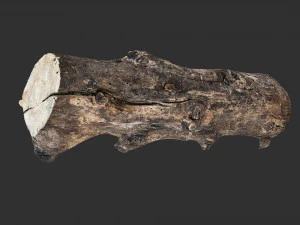 Withered tree trunk 3d scan in highpoly 3D Model