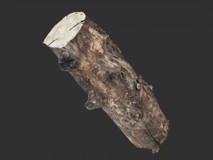 Withered tree trunk 3d scan in highpoly 3D Model
