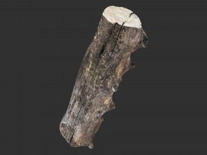 Withered tree trunk 3d scan in highpoly Modelo 3D
