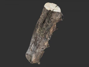 Withered tree trunk 3d scan in highpoly 3D Model