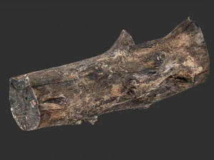 Withered tree trunk 3d scan in highpoly 3D Model