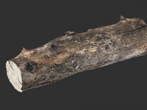 Withered tree trunk 3d scan in highpoly 3D Model