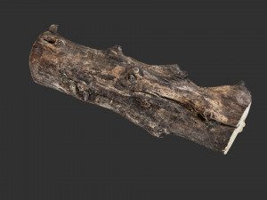 Withered tree trunk 3d scan in highpoly Modelo 3D