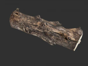Withered tree trunk 3d scan in highpoly 3D Model