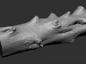 Withered tree trunk 3d scan in highpoly 3D Model