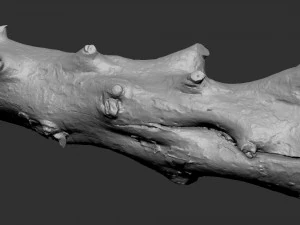 Withered tree trunk 3d scan in highpoly 3D Model