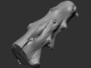 Withered tree trunk 3d scan in highpoly 3D Model