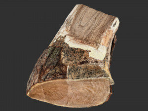 A peeling piece of wood 3d scan in highpoly 3D Модель