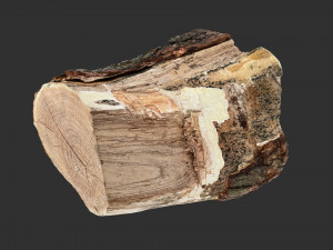 A peeling piece of wood 3d scan in highpoly 3D Модель