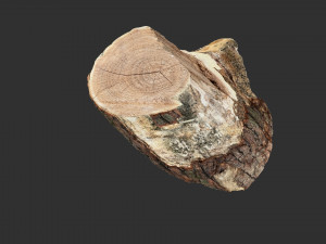 A peeling piece of wood 3d scan in highpoly 3D Модель