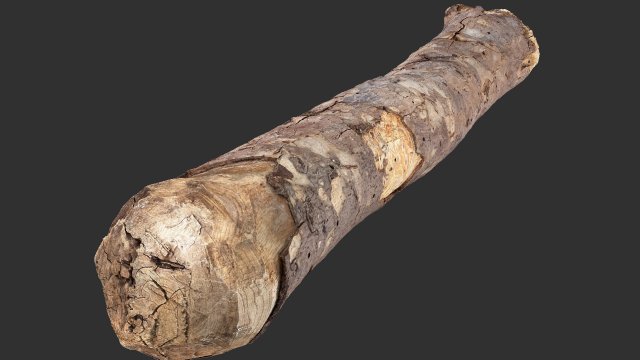 A section of tree 3d scan in highpoly 3D 模型 .c4d .max .obj .3ds .fbx .stl .blend 