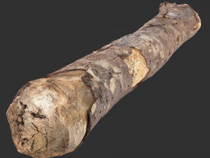 Uma se&ccedil;&atilde;o de varredura 3D de &aacute;rvore em highpoly Modelo 3D