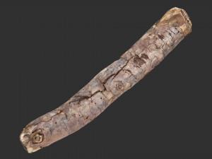 A section of tree 3d scan in highpoly 3D 模型