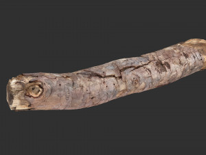 A section of tree 3d scan in highpoly 3D 模型