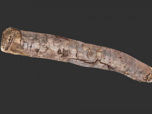 A section of tree 3d scan in highpoly 3D 模型