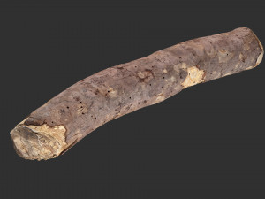 A section of tree 3d scan in highpoly 3D 模型