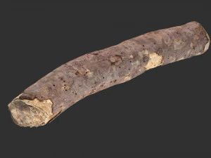 A section of tree 3d scan in highpoly 3D Model