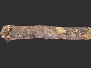 A section of tree 3d scan in highpoly 3D Model