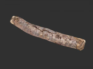 A section of tree 3d scan in highpoly 3D Model