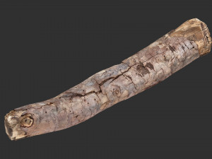A section of tree 3d scan in highpoly 3D 模型