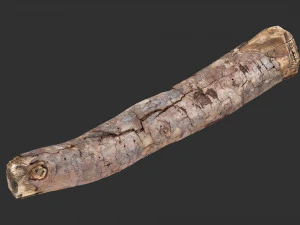 A section of tree 3d scan in highpoly 3D Model