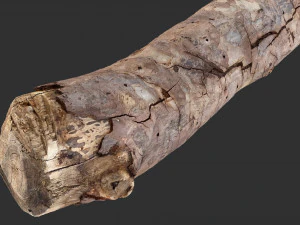 A section of tree 3d scan in highpoly 3D Model