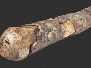 A section of tree 3d scan in highpoly 3D 模型