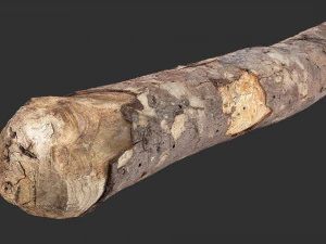A section of tree 3d scan in highpoly 3D Model