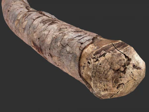 A section of tree 3d scan in highpoly 3D Model