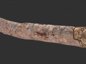 A section of tree 3d scan in highpoly 3D Model