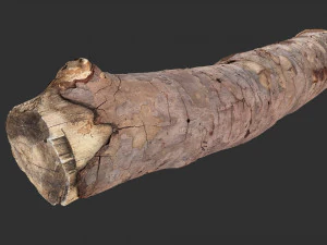 A section of tree 3d scan in highpoly 3D Model