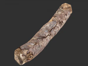A section of tree 3d scan in highpoly 3D Model