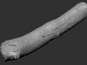 A section of tree 3d scan in highpoly 3D Model