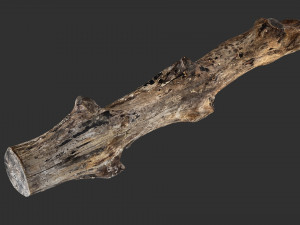 3d scan withered tree trunk in highpoly Modelo 3D