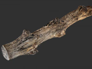 Varredura 3D de tronco de &aacute;rvore murchado em highpoly Modelo 3D