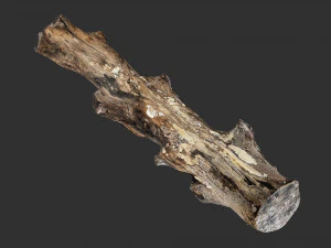 3d scan withered tree trunk in highpoly 3D Model