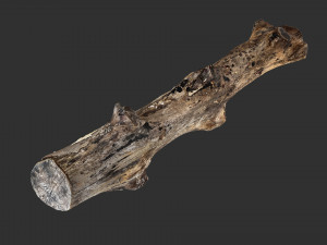 3d scan withered tree trunk in highpoly Modèle 3D