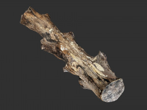 3d scan withered tree trunk in highpoly Modèle 3D