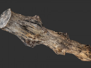 3d scan withered tree trunk in highpoly Modèle 3D